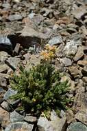 Imagem de Polemonium eddyense Stubbs