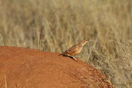 Image of Mirafra fasciolata fasciolata (Sundevall 1850)