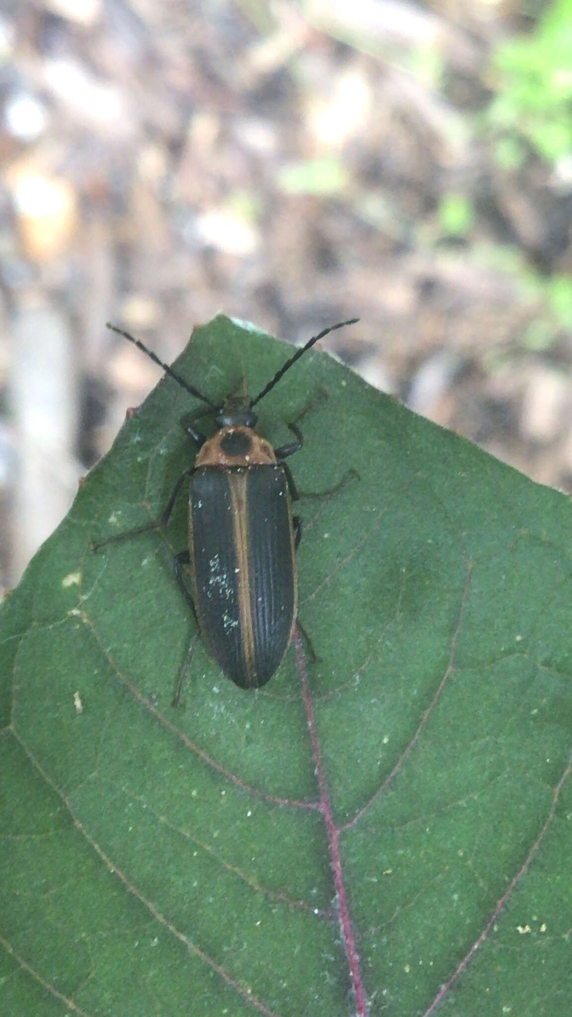 Image of Pseudocistela marginata (Ziegler 1844)