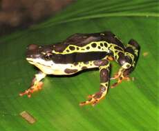 Atelopus spumarius Cope 1871的圖片