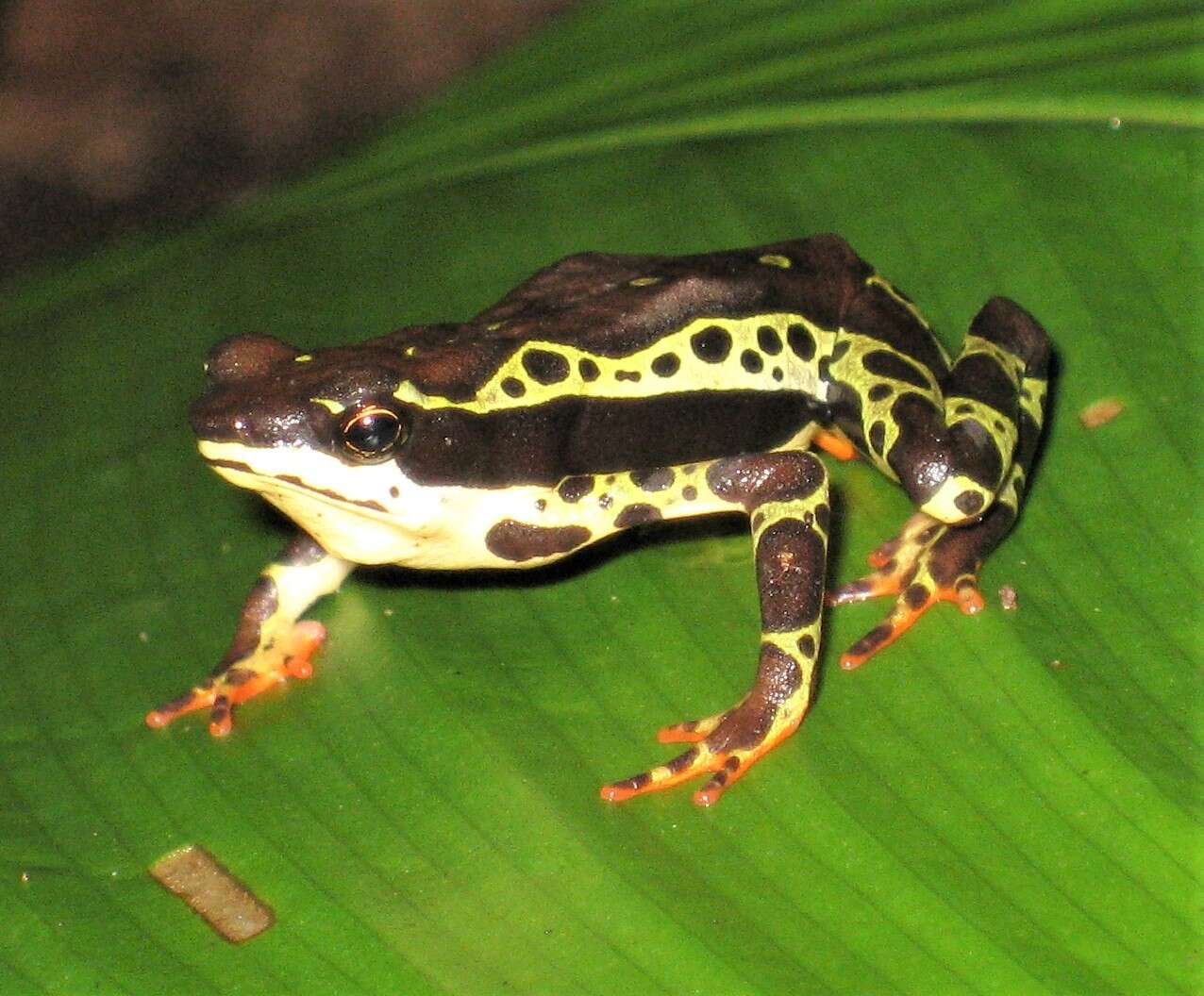 Image of Atelopus spumarius Cope 1871