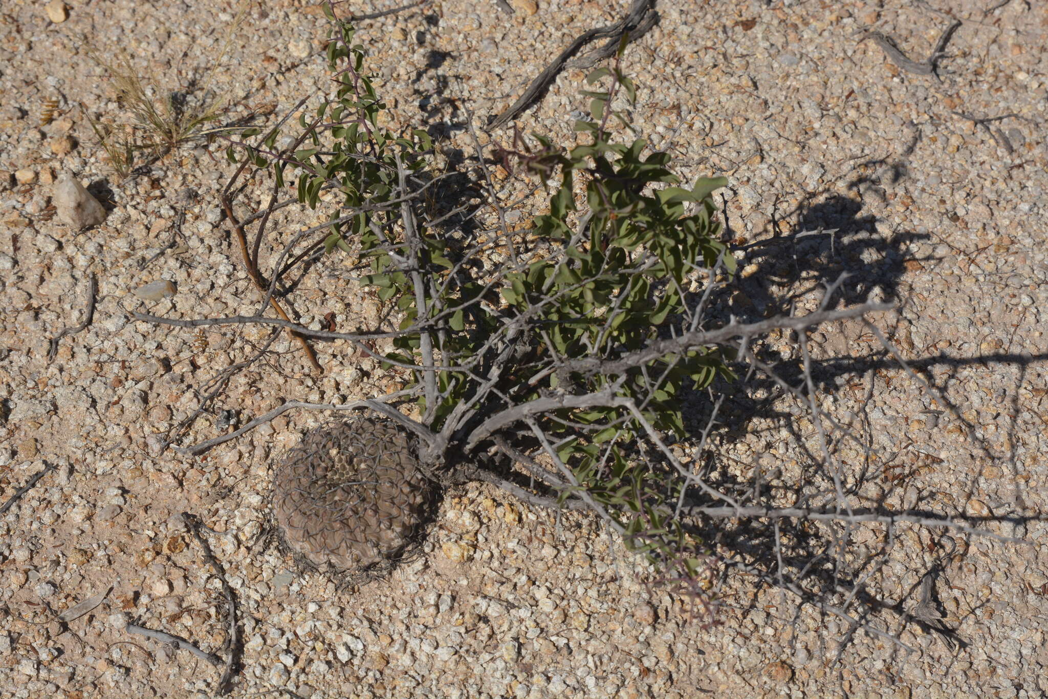 Image of Gymnocalycium bodenbenderianum A. Berger