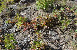 Image of Cotoneaster uniflorus Bunge