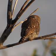 Image of Pearl-spotted Owlet