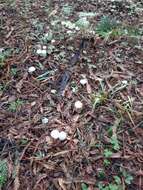 Image of Entoloma adnatifolium (Murrill) Blanco-Dios 2015