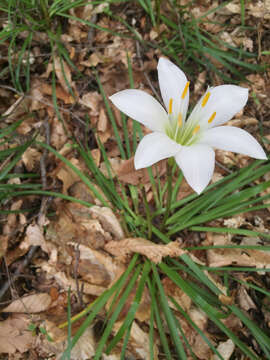 Image of Zephyranthes atamasco (L.) Herb.