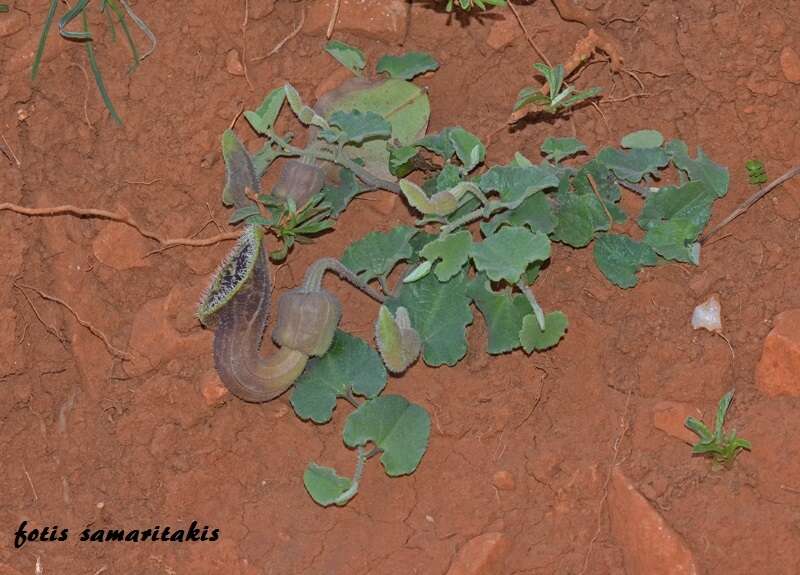 Image of Aristolochia cretica Lam.