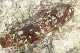 Image of Leopardfish