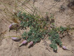 Image of silky prairie clover