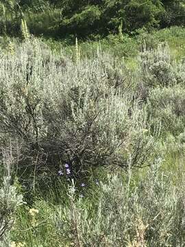 Imagem de Artemisia tridentata subsp. wyomingensis Beetle & Young