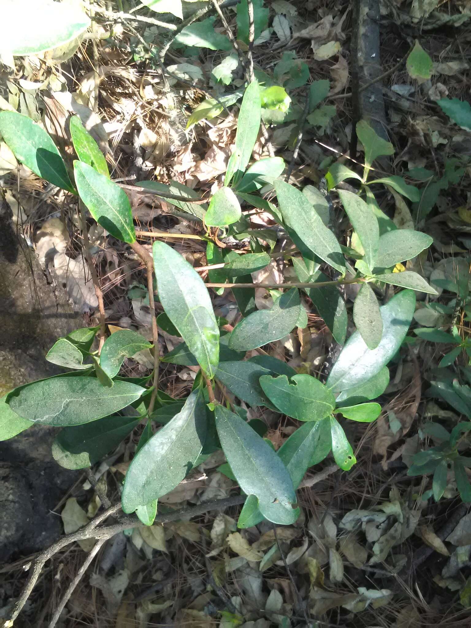 Image of Ternstroemia lineata DC.