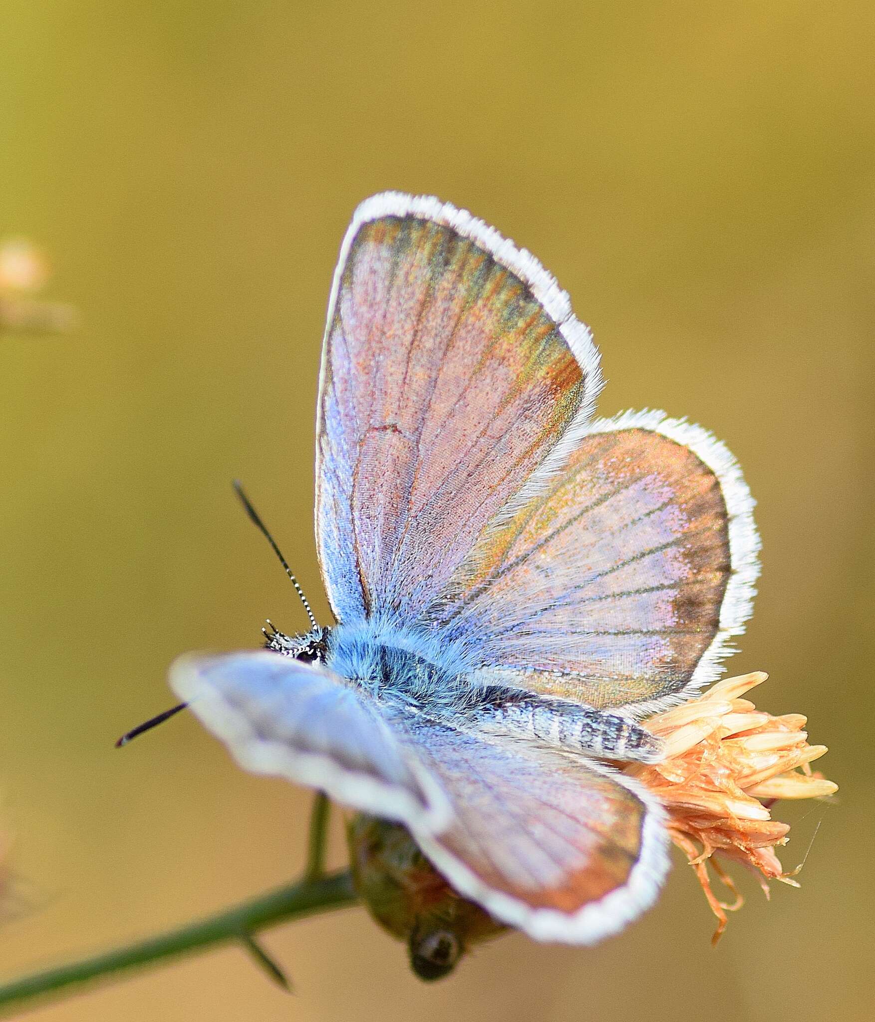 Plancia ëd Plebejus argus (Linnaeus 1758)