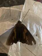 Image of Banana Skipper