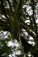 Image of Tillandsia prodigiosa (Lem.) Baker