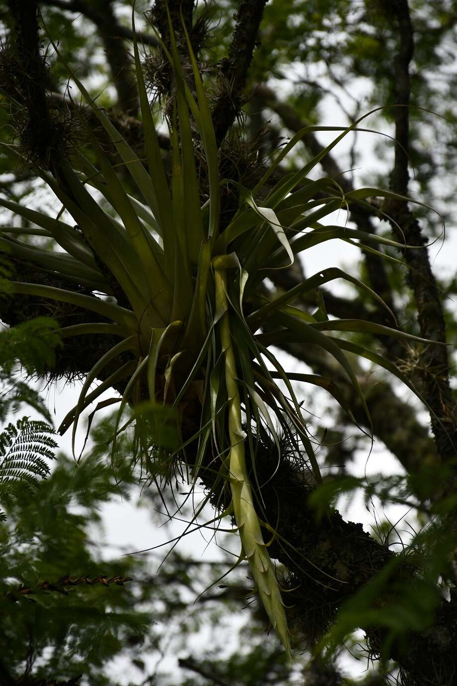 Image of Tillandsia prodigiosa (Lem.) Baker