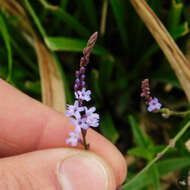 Image de Verbena gracilescens var. gracilescens