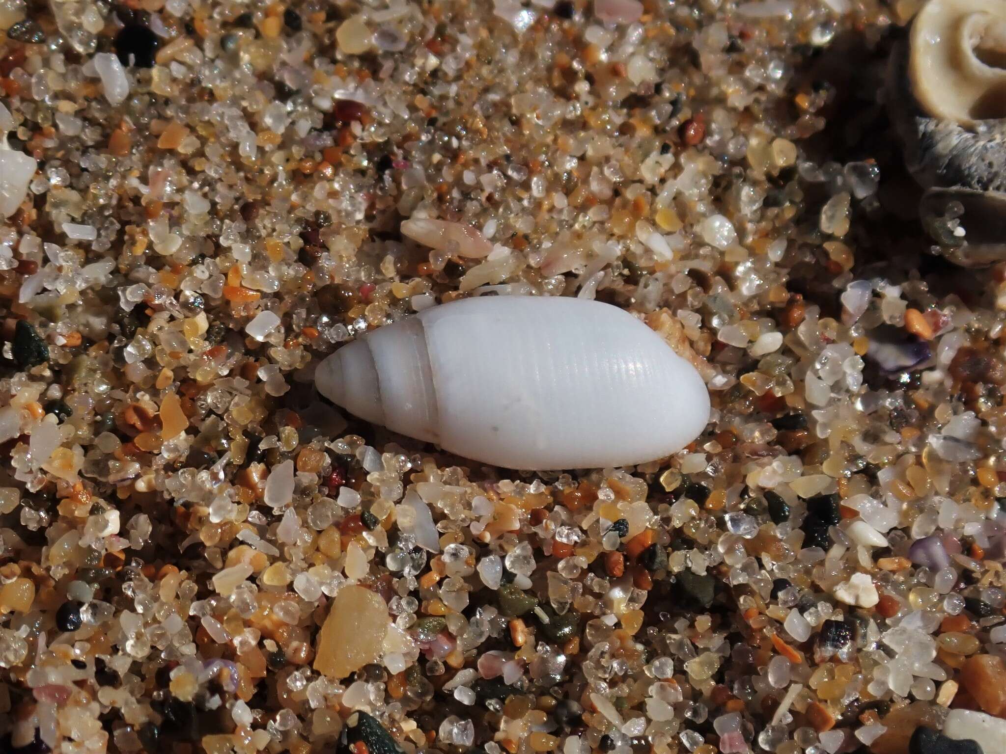 Pupa affinis (A. Adams 1855)的圖片