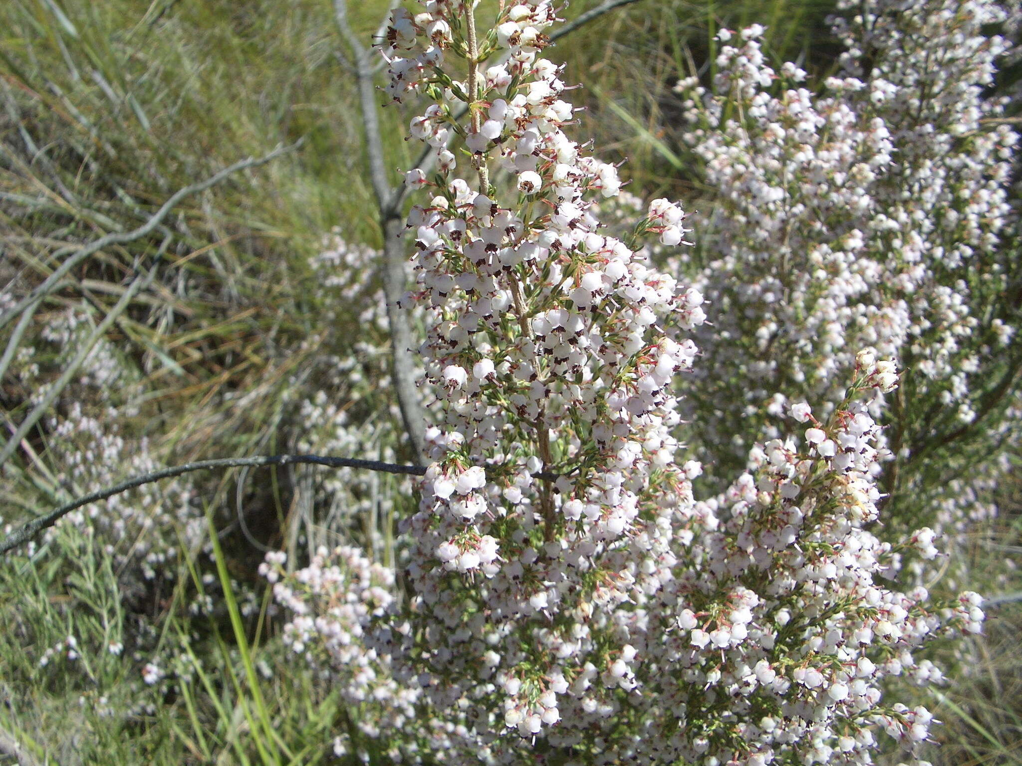 Imagem de Erica drakensbergensis Guthrie & Bolus