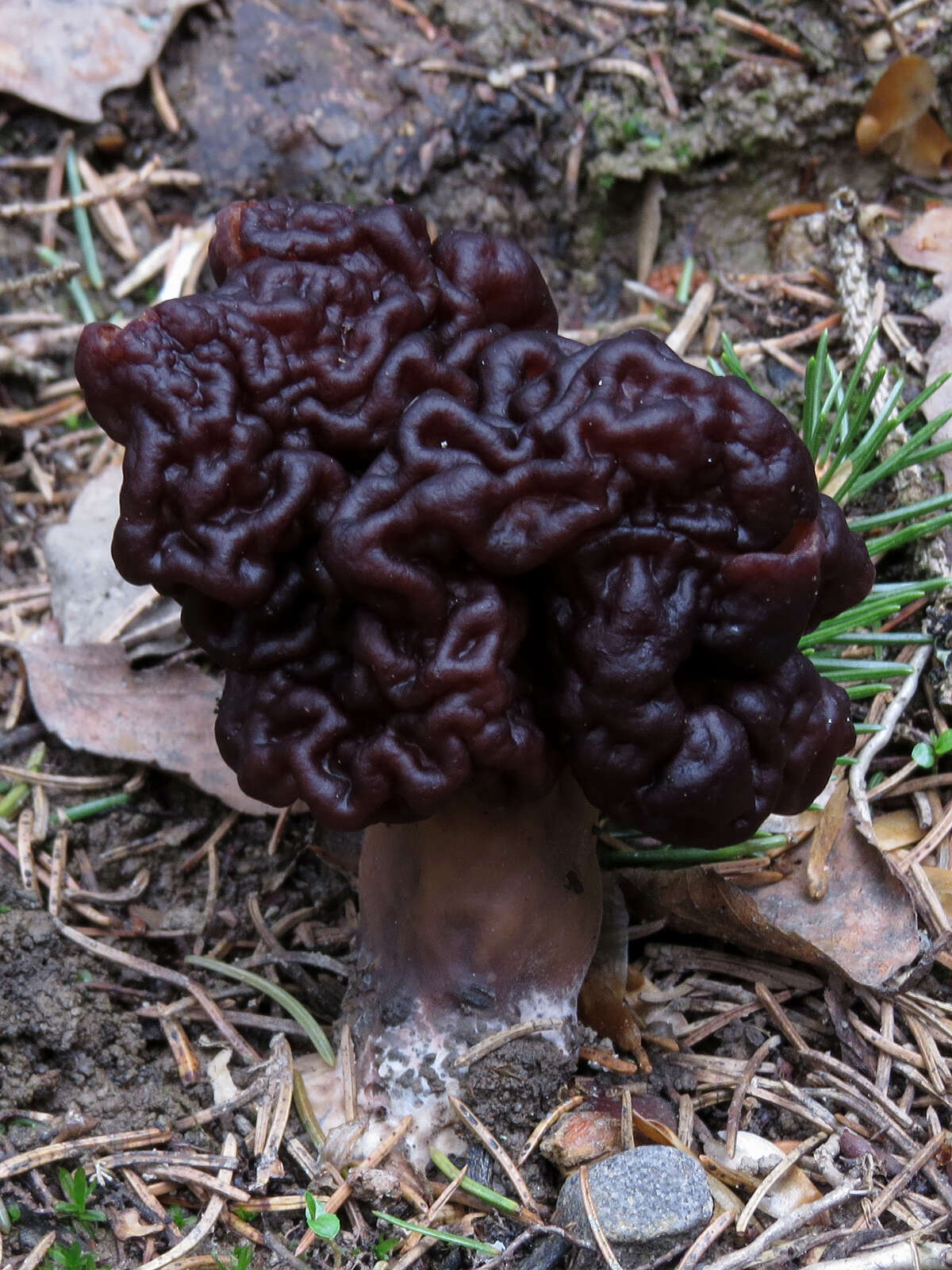 Imagem de Gyromitra esculenta (Pers.) Fr. 1849