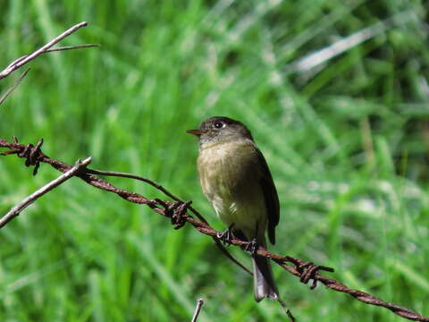 Empidonax atriceps Salvin 1870的圖片