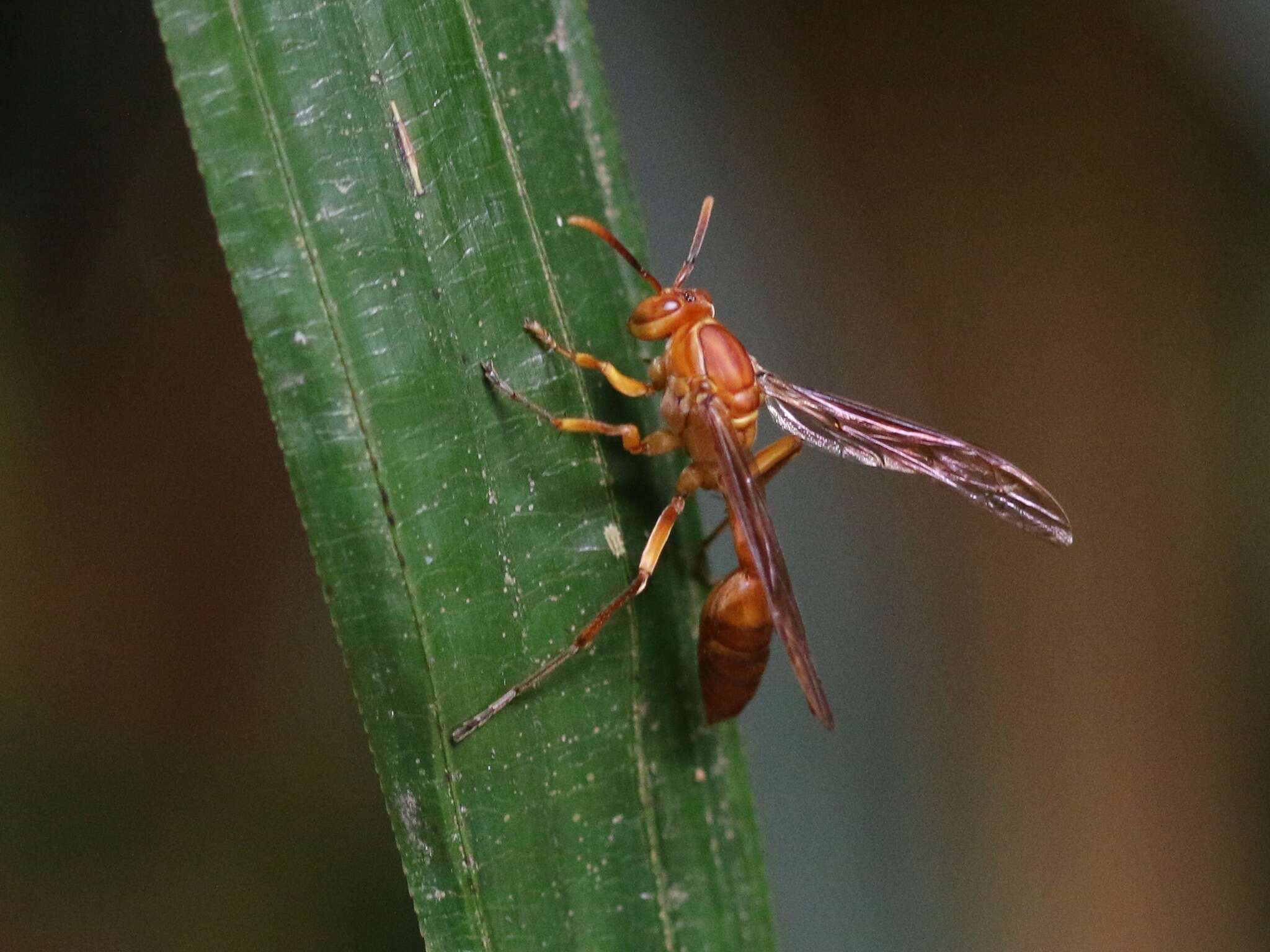 Parapolybia indica (de Saussure 1854)的圖片