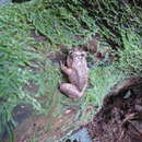 Image of Benito River Night Frog