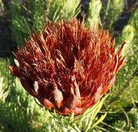 Image of Protea aristata Phillips