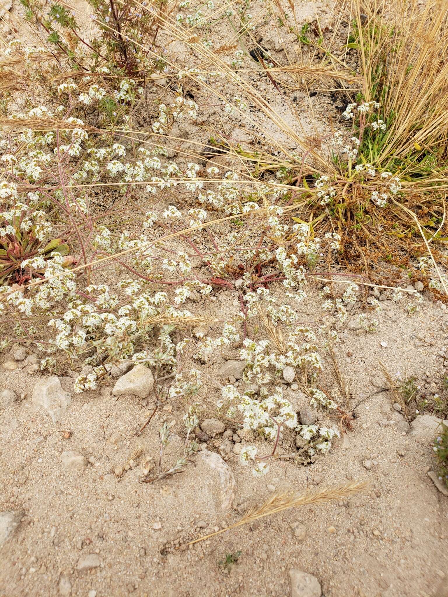 Image of diffuse spineflower