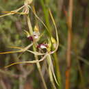 Image of Green comb spider orchid