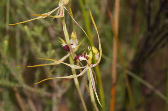 Image of Green comb spider orchid