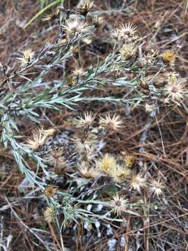 Image of Pityopsis aequilifolia