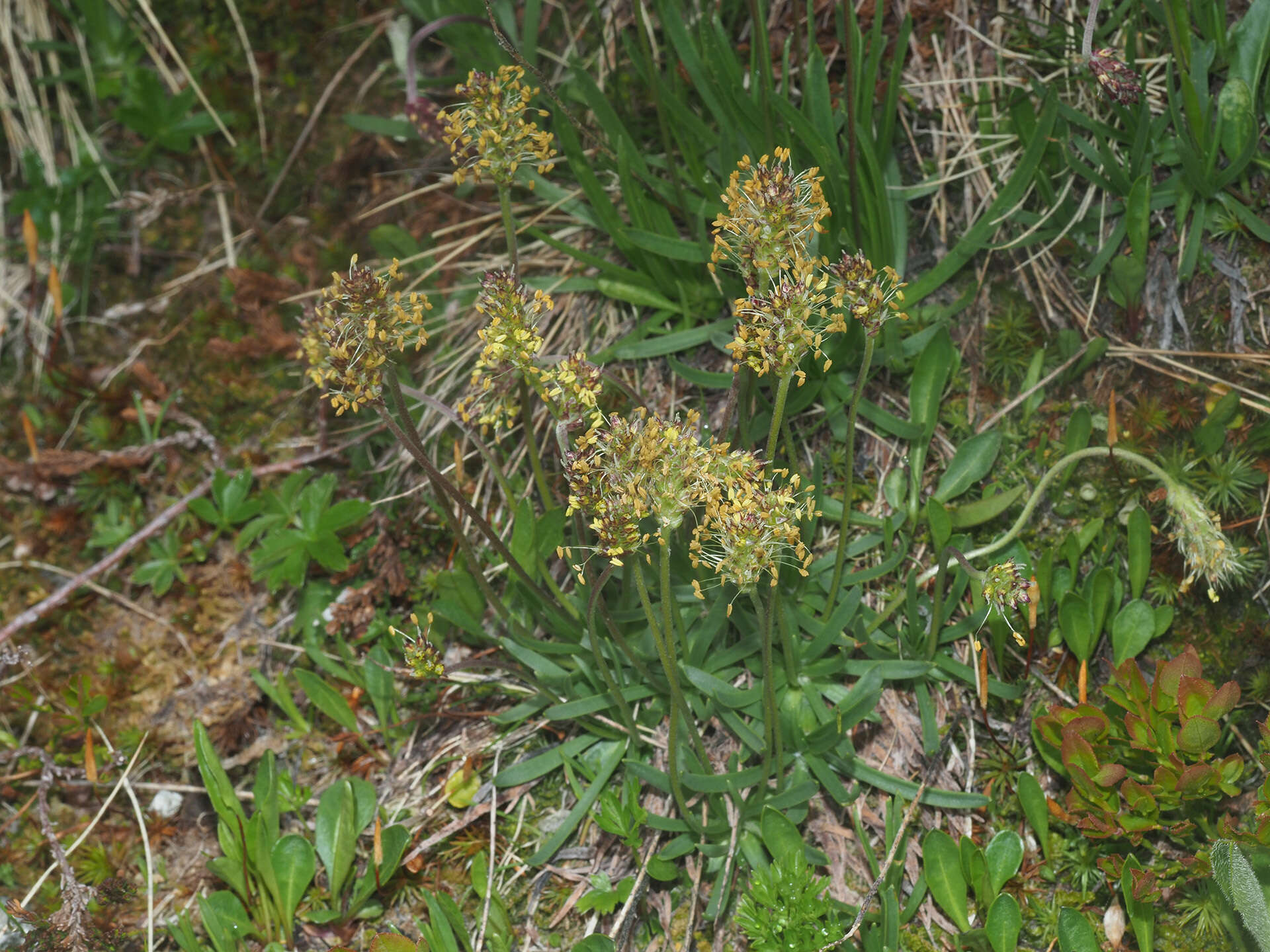 Image of Plantago alpina L.