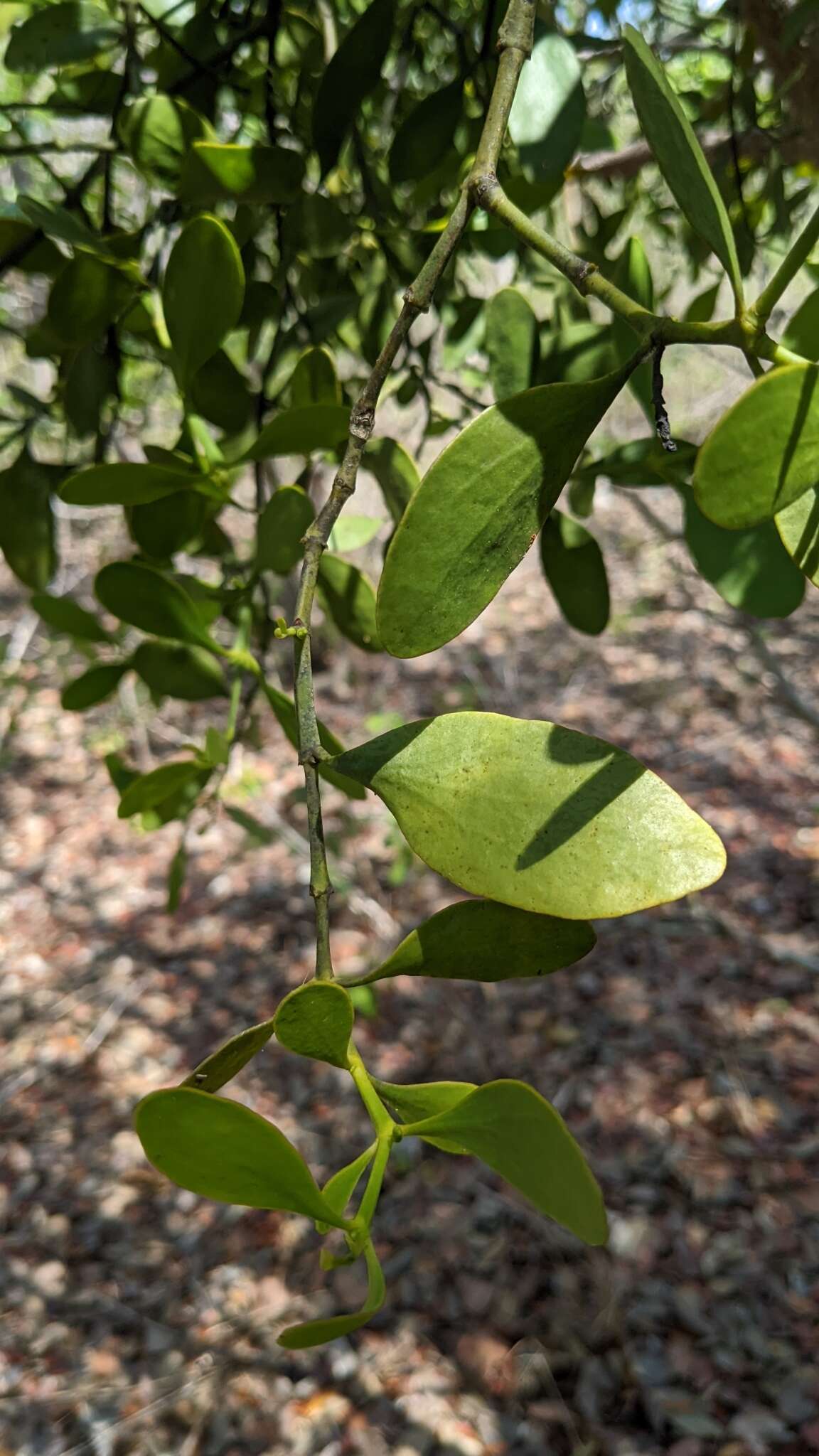 Image de Phoradendron rubrum (L.) Griseb. ex Eichl.