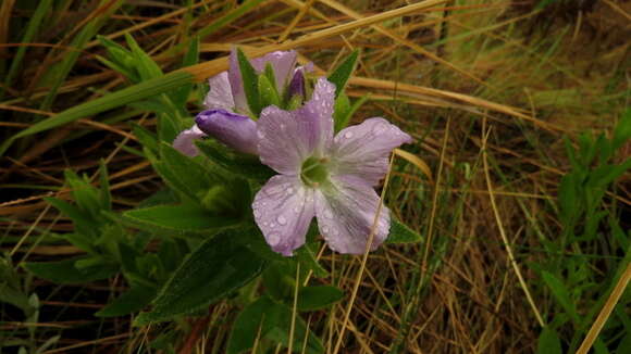 Plancia ëd Barleria monticola Oberm.