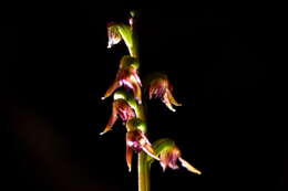 Image of Tiny midge-orchid