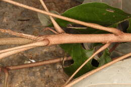 Image of Croton carpostellatus B. L. León & Mart. Gord.