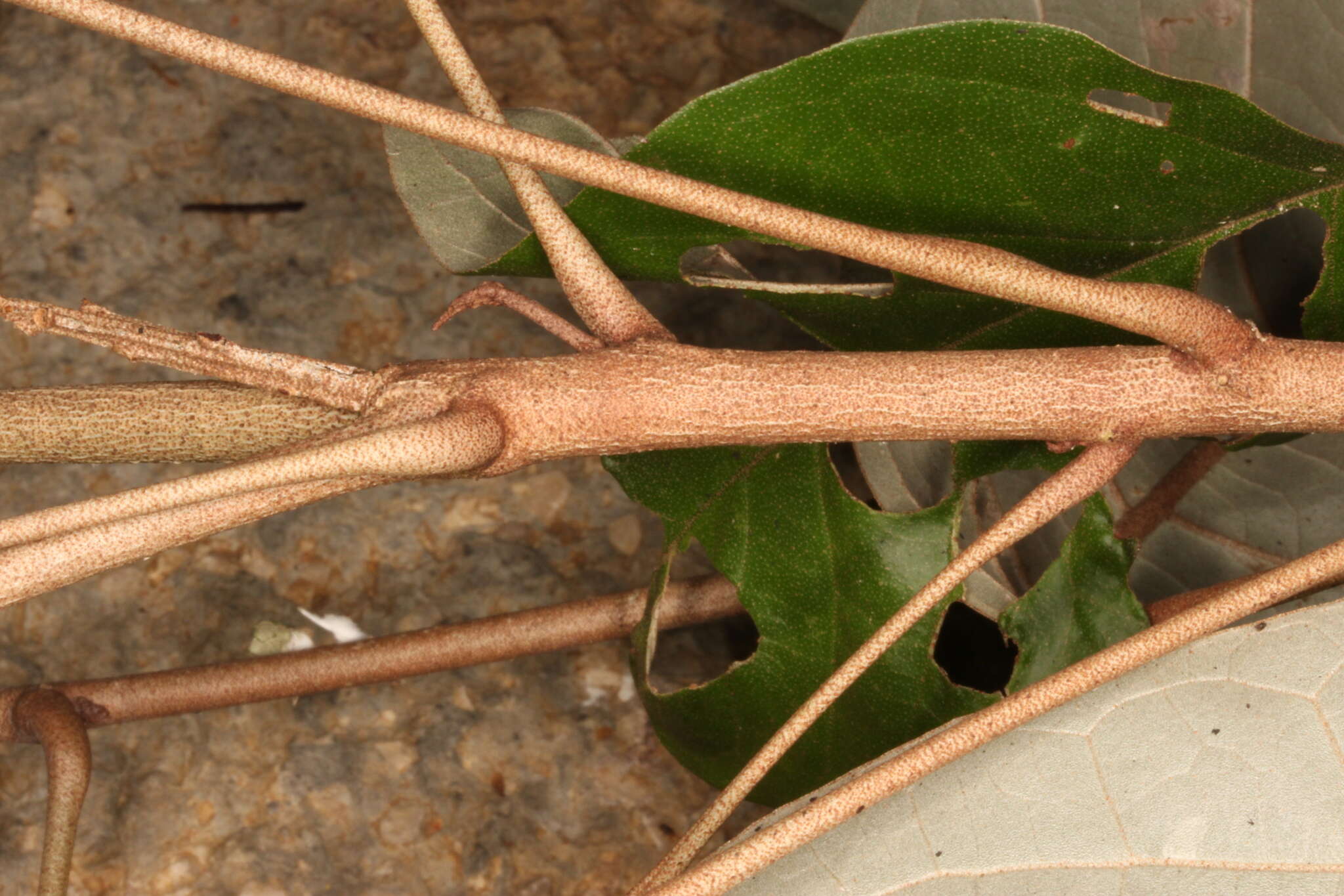 Image of Croton carpostellatus B. L. León & Mart. Gord.