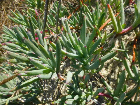 Image of Lampranthus explanatus (L. Bol.) N. E. Br.