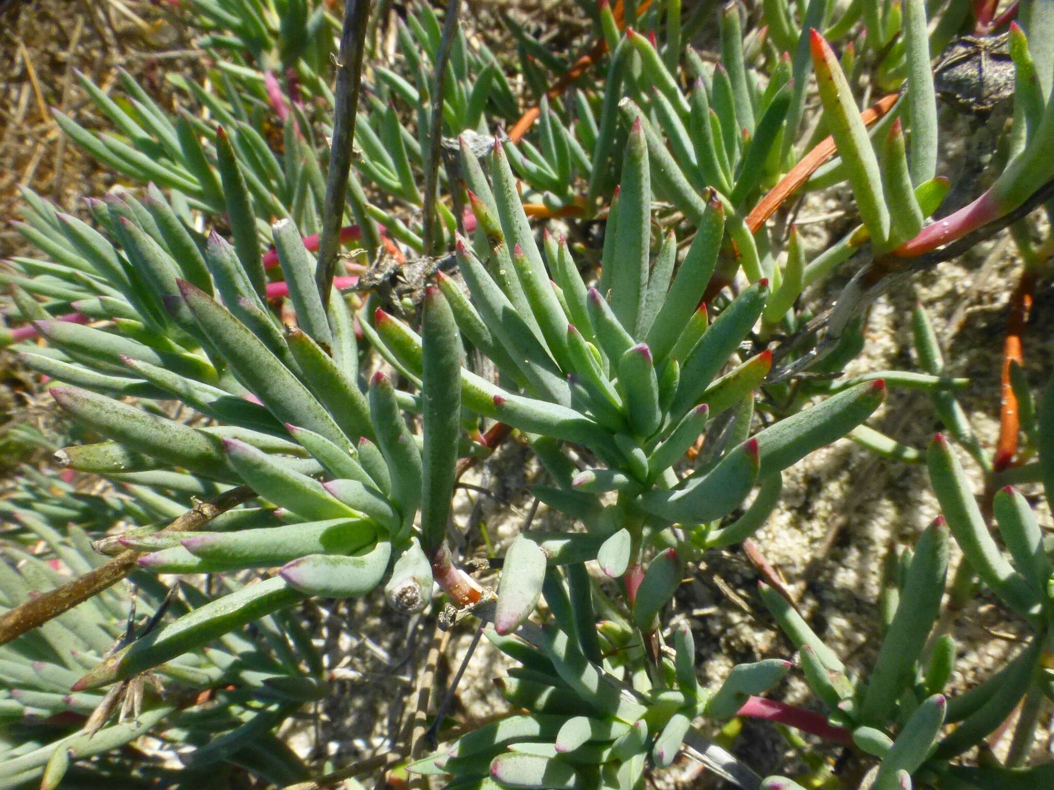 Image of Lampranthus explanatus (L. Bol.) N. E. Br.