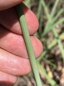 Sivun Cyperus conicus (R. Br.) Boeckeler kuva