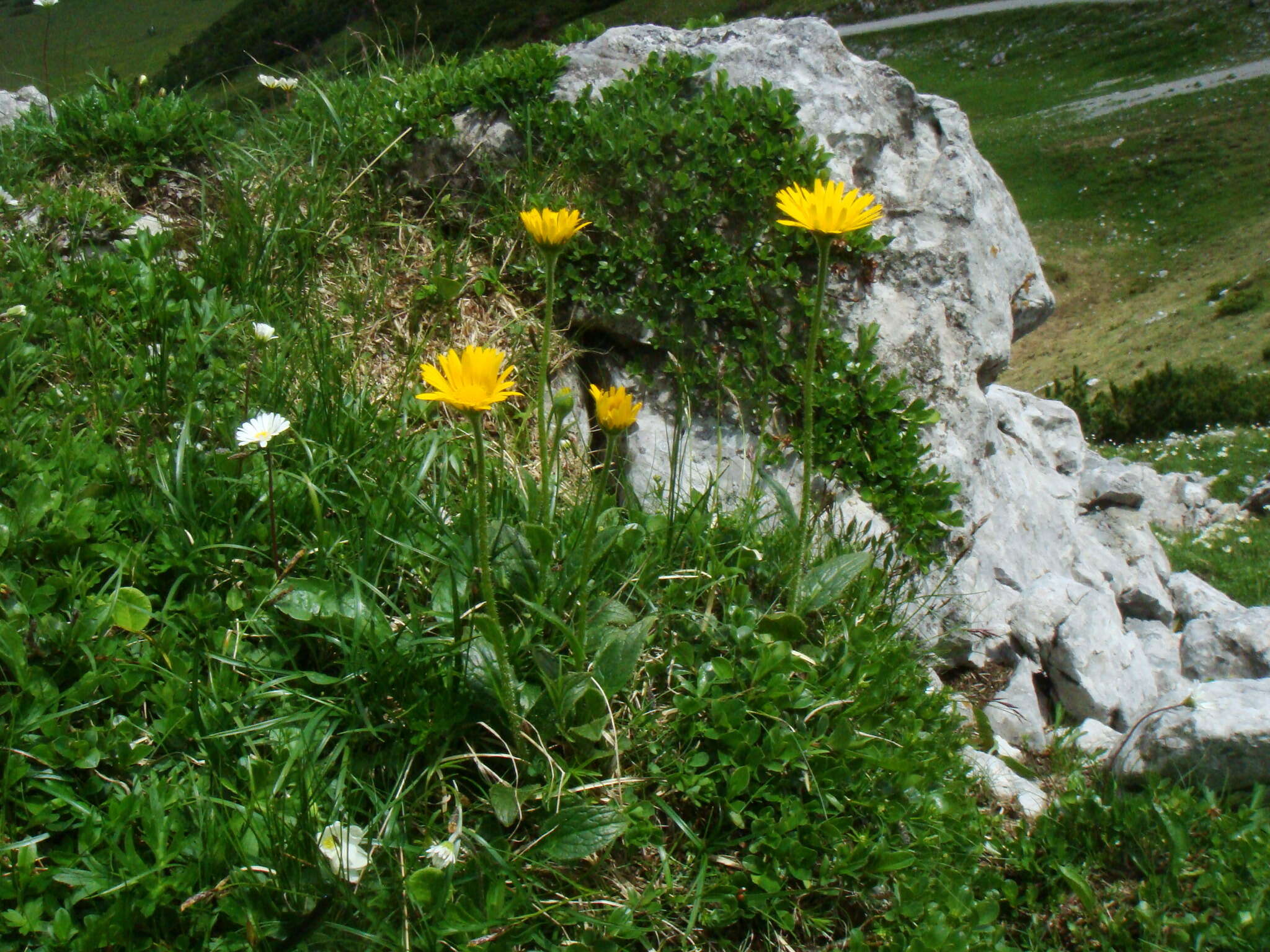 Image of Doronicum glaciale subsp. calcareum (Vierh.) Hegi
