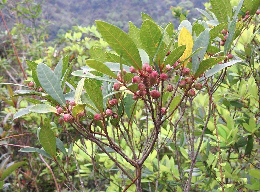 Image of Ficus variolosa Lindl. ex Benth.