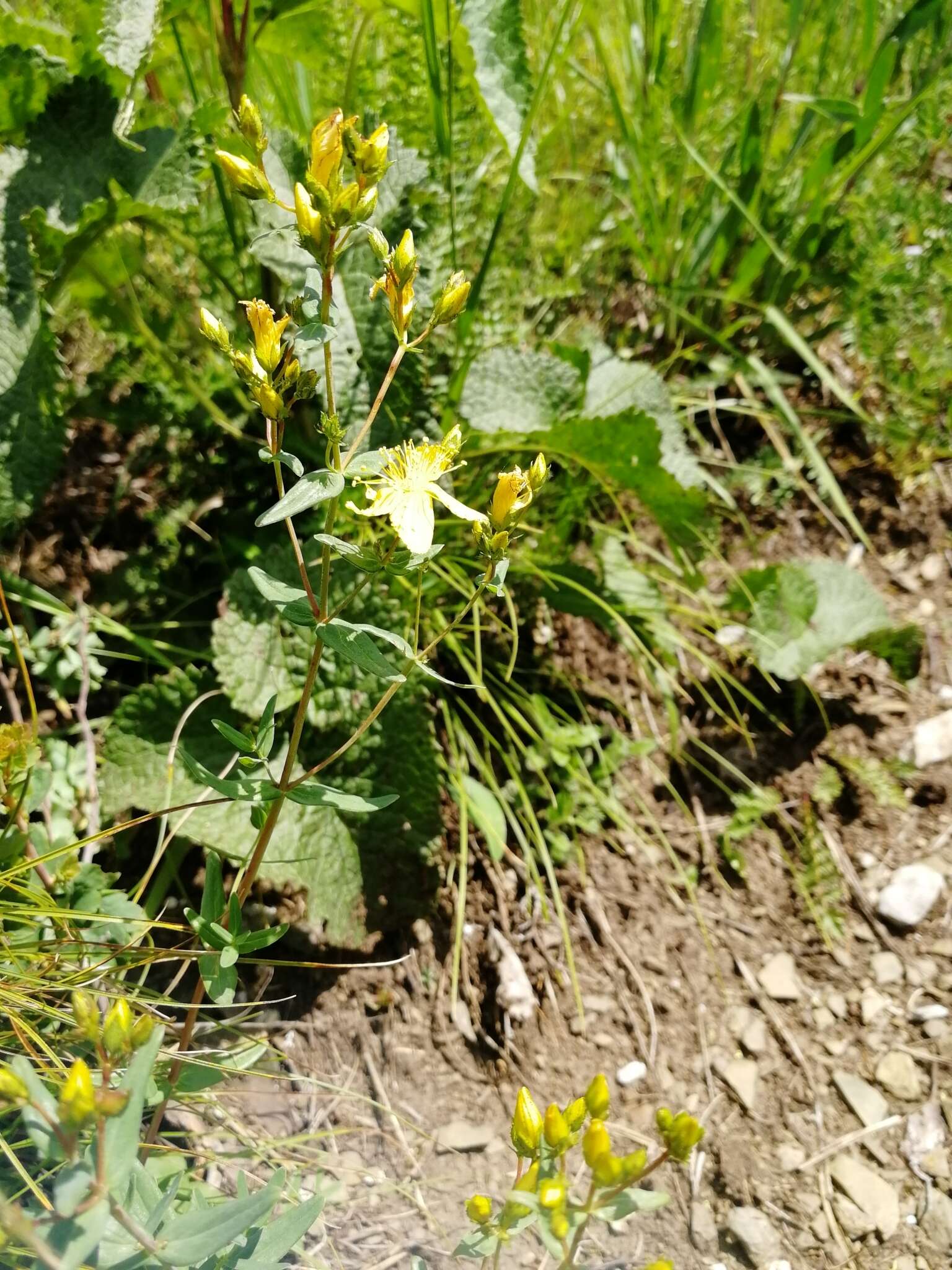 Image of Hypericum elegans Steph. ex Willd.