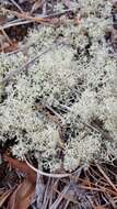 Image of reindeer lichen