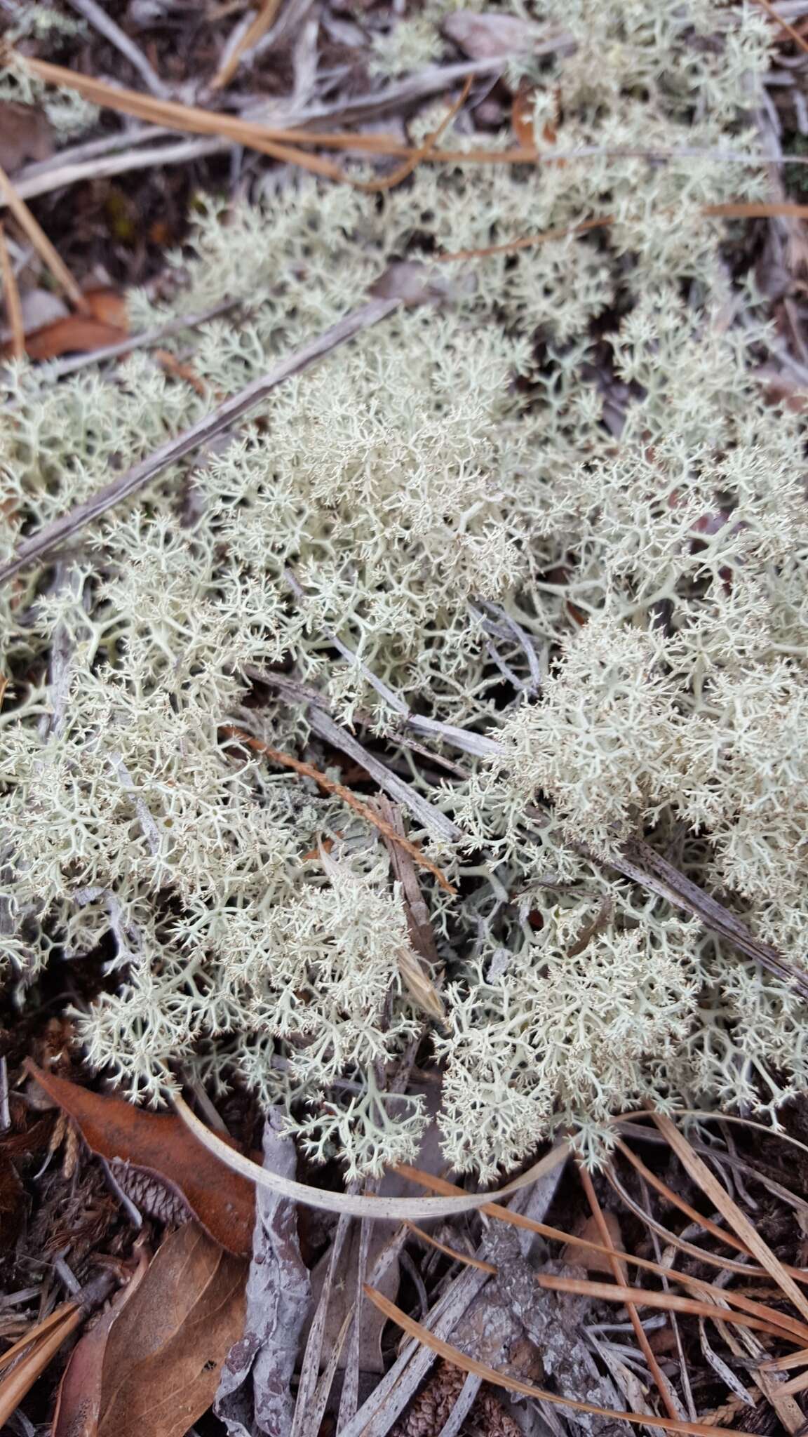 Image de Cladonia arbuscula (Wallr.) Flot.