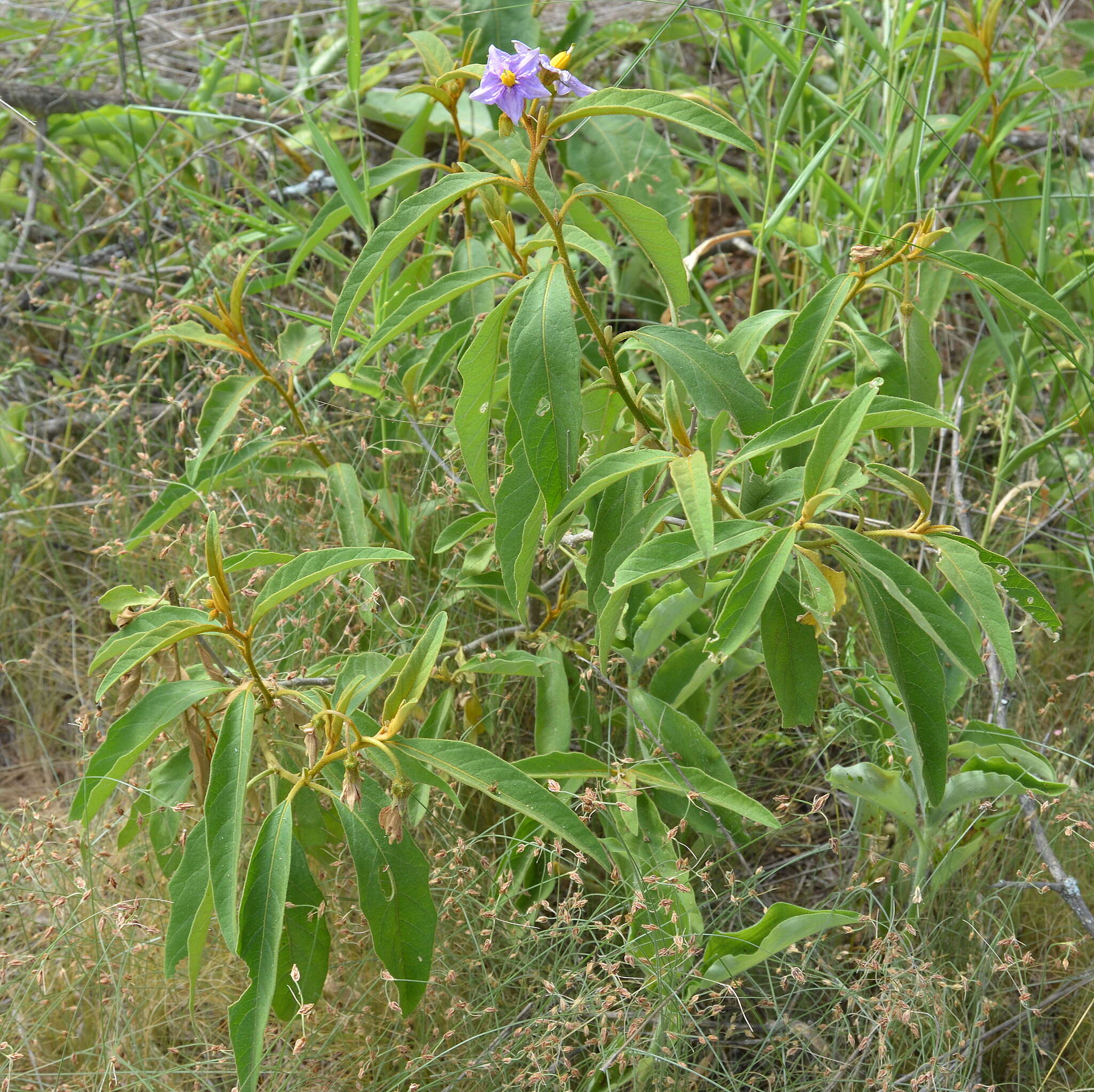 Image de Solanum campylacanthum subsp. campylacanthum