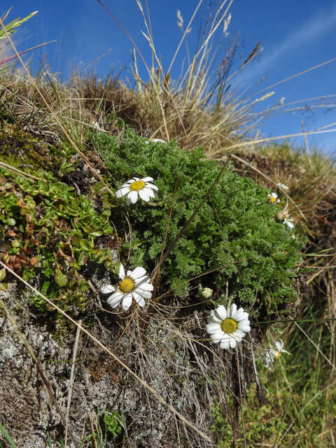 Image of Anthemis tigreensis J. Gay ex A. Rich.