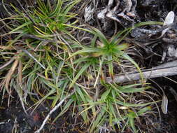 Image of Connellia caricifolia L. B. Sm.