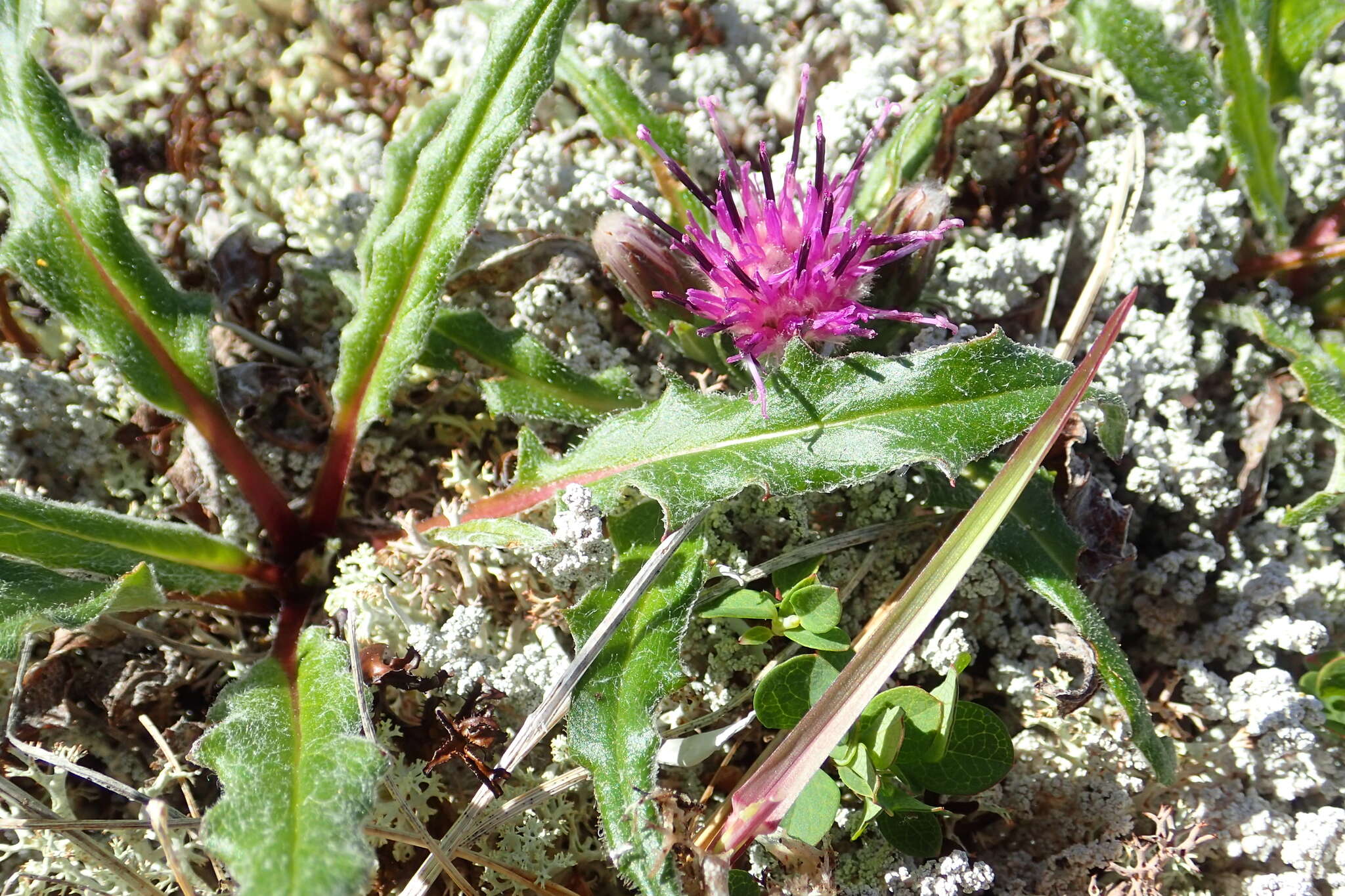 Image de Saussurea kamtschatica V. Yu. Barkalov