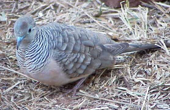 Image of Peaceful Dove